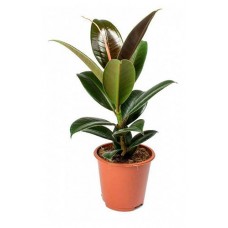 Фикус Цветы московского Эластика София, d 9 x h 25 см (kastd) в магазинах Ашан