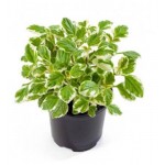 Плектрантус ЕТК, d 7 см (kastd)