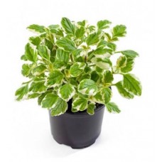 Плектрантус ЕТК, d 7 см (kastd) в магазинах Ашан