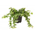 Фикус ЕТК Пумила, d 7 см (kastd)