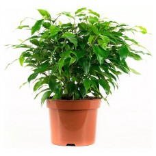 Фикус ЕТК Benjamina, d 7 см (kastd) в магазинах Ашан