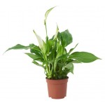 Спатифиллум Флобас Кватро, d 9 h 30 см (kastd)