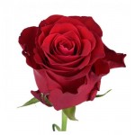 Роза Флобас мини банч, 17 шт (kastd)