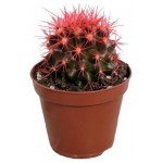 Эхинокактус ЕИС Логистик красный, d 5 h 10 см (kastd)