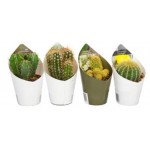 Микс кактус/суккулент Цветы Московского, d 3,5 h 5 см (kastd)