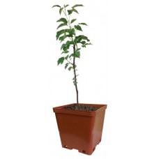 Малина Кутепово C2, h 50 см (kastd) в магазинах Ашан