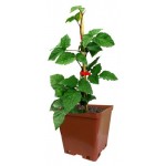 Ежевика Кутепово C2, h 50 см (kastd)