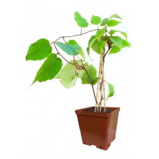 Актинидия Кутепово C2, h 15 см (kastd) в магазинах Ашан