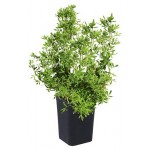 Лапчатка Кутепово Розовая C2, h 30 см (kastd)