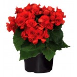 Бегония в корзине (kastd)