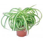 Хлорофитум Тепличный комбинат Бонни, d 15 см (kastd)