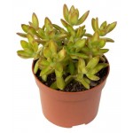 Седум, d 9 h 10 см (kastd)