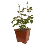 Роза Кутепово Английская микс С5, 1 шт (kastd)