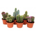 Кактус микс, d 17 h 45 см (kastd)