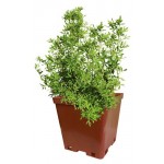 Лапчатка Кутепово Белая С2, h 30 см (kastd)