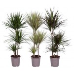 Драцена Маргината, d 24 h 130 см (kastd)