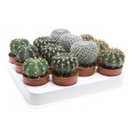 Кактус микс, d 5 h 10 см (kastd)