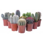 Кактус микс, d 12 h 10 см (kastd)