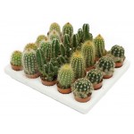 Кактус микс, d 9 h 10 см (kastd)