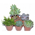 Суккулент, d 5 h 10 см (kastd)