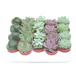 Суккулент микс, d 8 h 10 см (kastd)