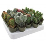 Микс кактусов Цветы Московского Ė2, d 5,5 h 14 см (kastd)