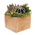 Микс кактус/суккулент Цветы Московского глиняный куб, 17 см (kastd)