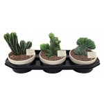 Микс кактусов Цветы Московского, d 16 h 50 см (kastd)