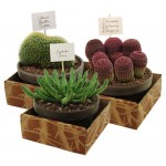 Микс кактусов Цветы Московского в чаше, d 17 h 32 см (kastd)