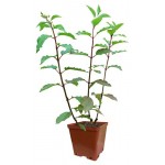 Гортензия метельчатая Кутепово С2, h 20 см (kastd)