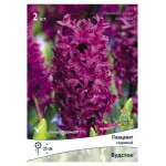 Луковица Поиск Гиацинт Вудсток, 2 шт (kastd)