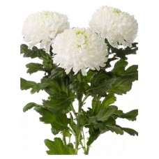 Хризантема одноголовая, 3 шт (kastd) в магазинах Ашан