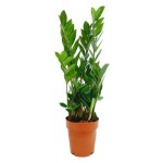 Замиокулькас ЕТК Zamilfolia, d 12 см (kastd)