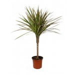 Драцена Тепличный комбинатМаргината, d 12 см (kastd)