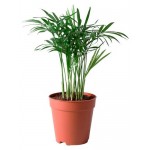 Хамедорея Флобас Элеганс, d 9 h 35 см (kastd)