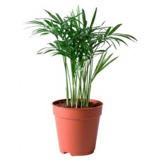 Хамедорея Флобас Элеганс, d 9 h 35 см (kastd) в магазинах Ашан