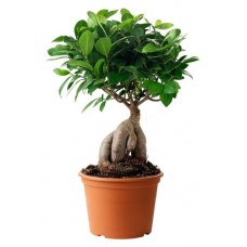 Фикус Флобас Микрокарпа Лоу, d 6 h 20-25 см (kastd) в магазинах Ашан