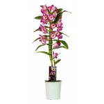 Орхидея Дендробиум Нобиле микс 1 стебель, d 12 h 55 см (kastd)