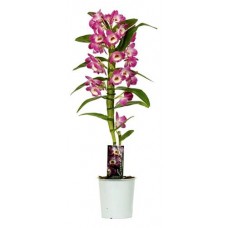 Орхидея Дендробиум Нобиле микс 1 стебель, d 12 h 55 см (kastd) в магазинах Ашан