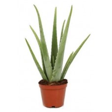 Алоэ Вера Цветы Московского, d 10 h 25 см (kastd) в магазинах Ашан