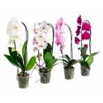 Орхидея Фаленопсис Каскад 1 стебель, d 12 h 55 см (kastd)