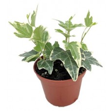 Плющ ЕТК, d 7 см (kastd) в магазинах Ашан