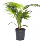 Ливистона Fleur de Lis, d 14 h 40 см (kastd)