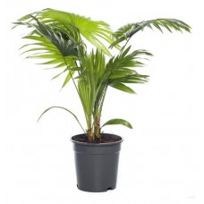 Ливистона Fleur de Lis, d 14 h 40 см (kastd) в магазинах Ашан