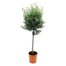 Олива ЕИС Логистик Европейская, d 17 h 60 см (kastd) в магазинах Ашан