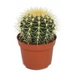 Эхинокактус Грузони, d 5 h 5 см (kastd)