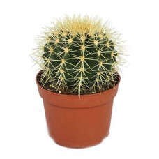 Эхинокактус Грузони, d 5 h 5 см (kastd) в магазинах Ашан