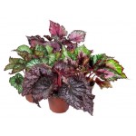 Бегония Рекс в горшке, d 15 h 35 см (kastd)