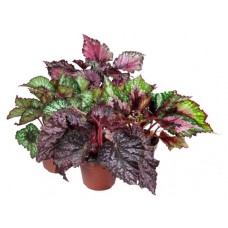 Бегония Рекс в горшке, d 15 h 35 см (kastd) в магазинах Ашан