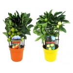 Цитрус ЕИС Логистик микс, d 12 h 30 см (kastd)